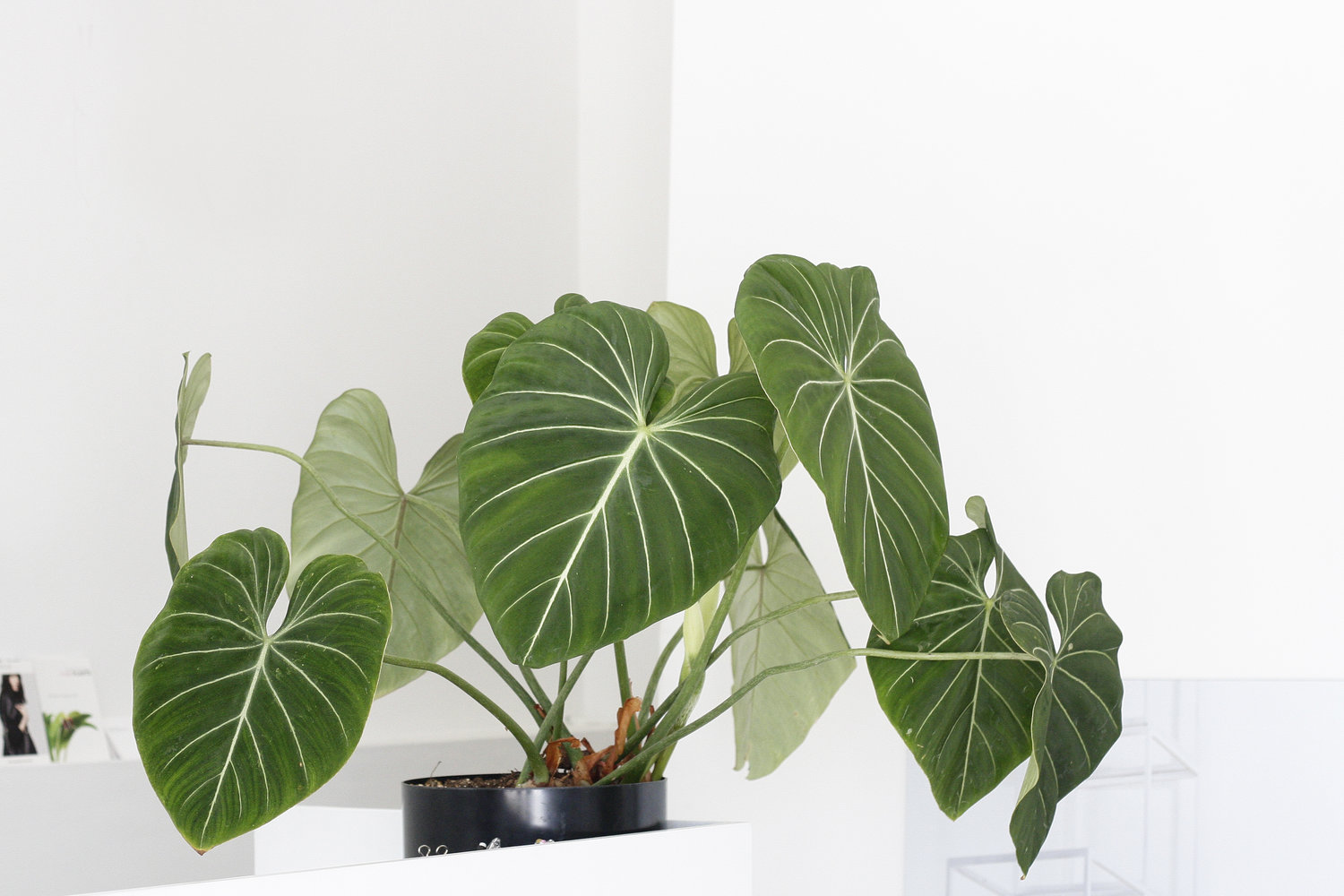 Philodendron Gloriosum large